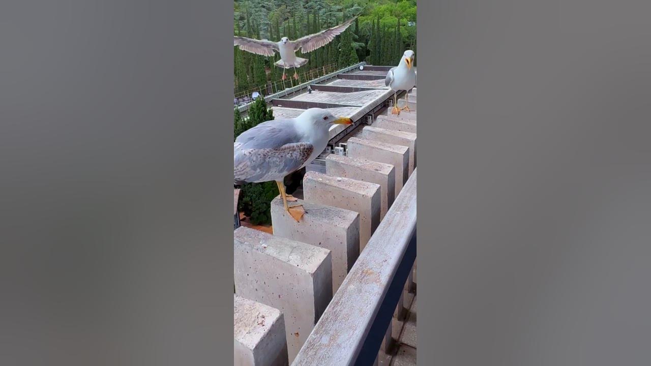 Seagulls Laugh at Their Clumsy Friend || ViralHog Seagulls Laugh at Their Clumsy Friend || ViralHog