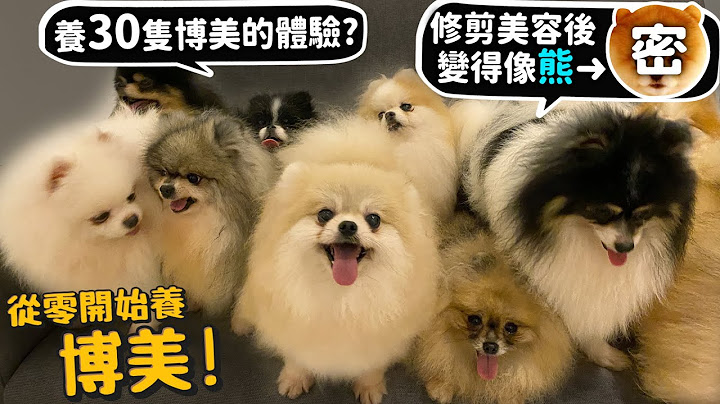 【从零开始养】博美!养30只博美!叫得出名字?修剪后美容后变得像熊?都市型宠物?脚趾细得跟人类小拇指一样?【许伯简芝】Pomeranian狐狸犬家族 - 天天要闻