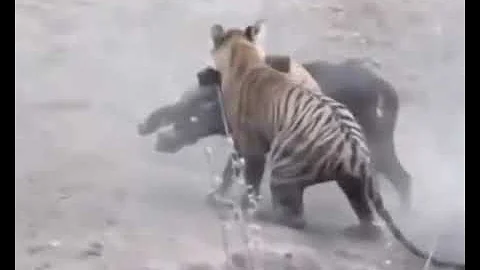 Tiger killed Wild Boar in Ranthambore || Ranthambore national park #ranthambore  #ranthambhore