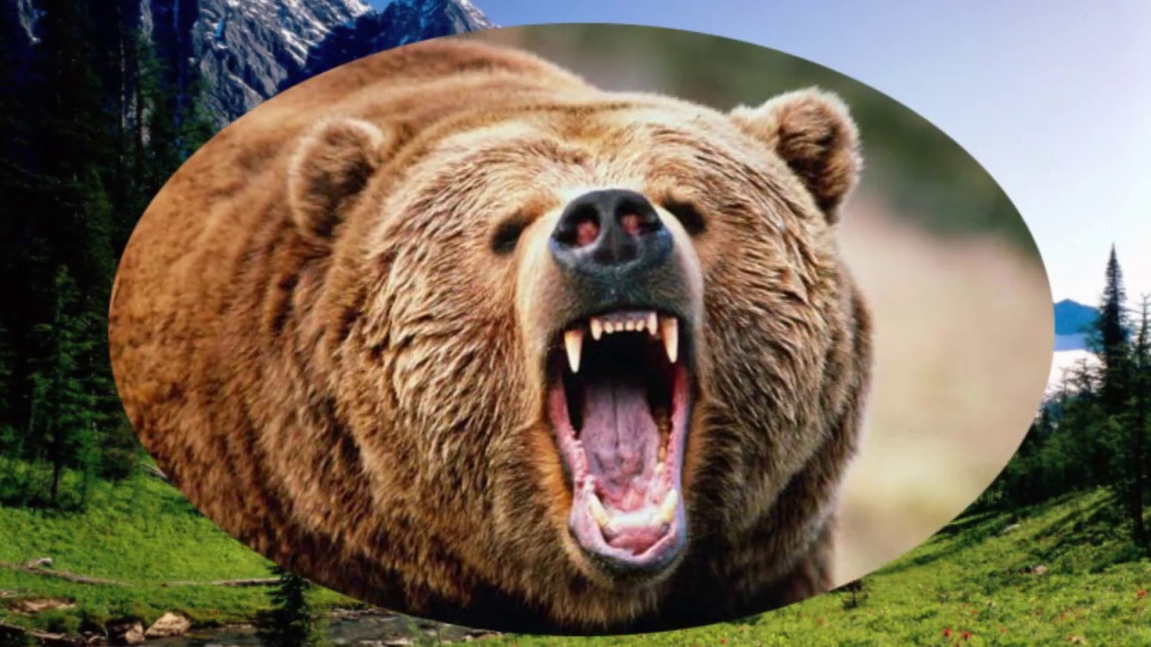 Звук рычание медведя. Медведь рычит. Рельефный медведь с открытой пастью. Голоса животных игра.