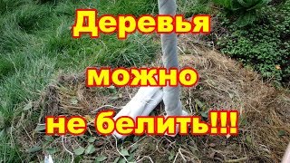 Молодые деревья белить нельзя,лучше замотать лутросилом и со взрослыми также можем поступить