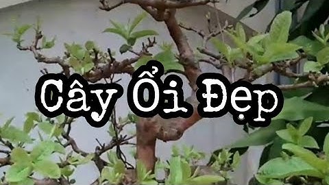 39. Cây ổi dáng trực huyền rất đẹp