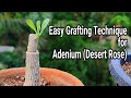 Button grafting method in adenium  plant  tech garden
