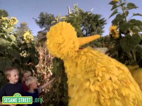 Sesame Street: Big Bird Visits A Farm - YouTube