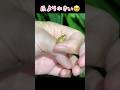 野生の赤ちゃんアマガエルが指に乗ってくれた! #カエル #赤ちゃん #手乗り