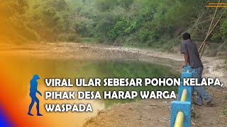 MAGETAN - Viral Ular Sebesar Pohon Kelapa, Pihak Desa Harap Warga Waspada