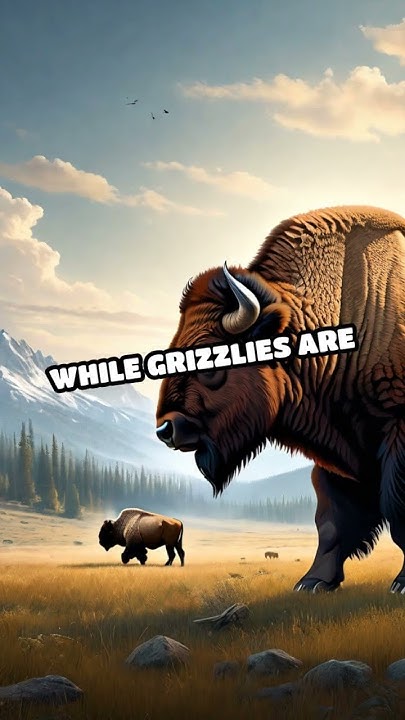 Bison Vs Grizzly Bear Who Would Win Bison vs. Grizzly Bear: Prairie Showdown - YouTube