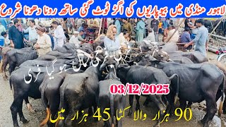 Lahore Model Cattle Mandi | Latest News Update Shahpur Kanjra Market | Today Low Price #mandi 