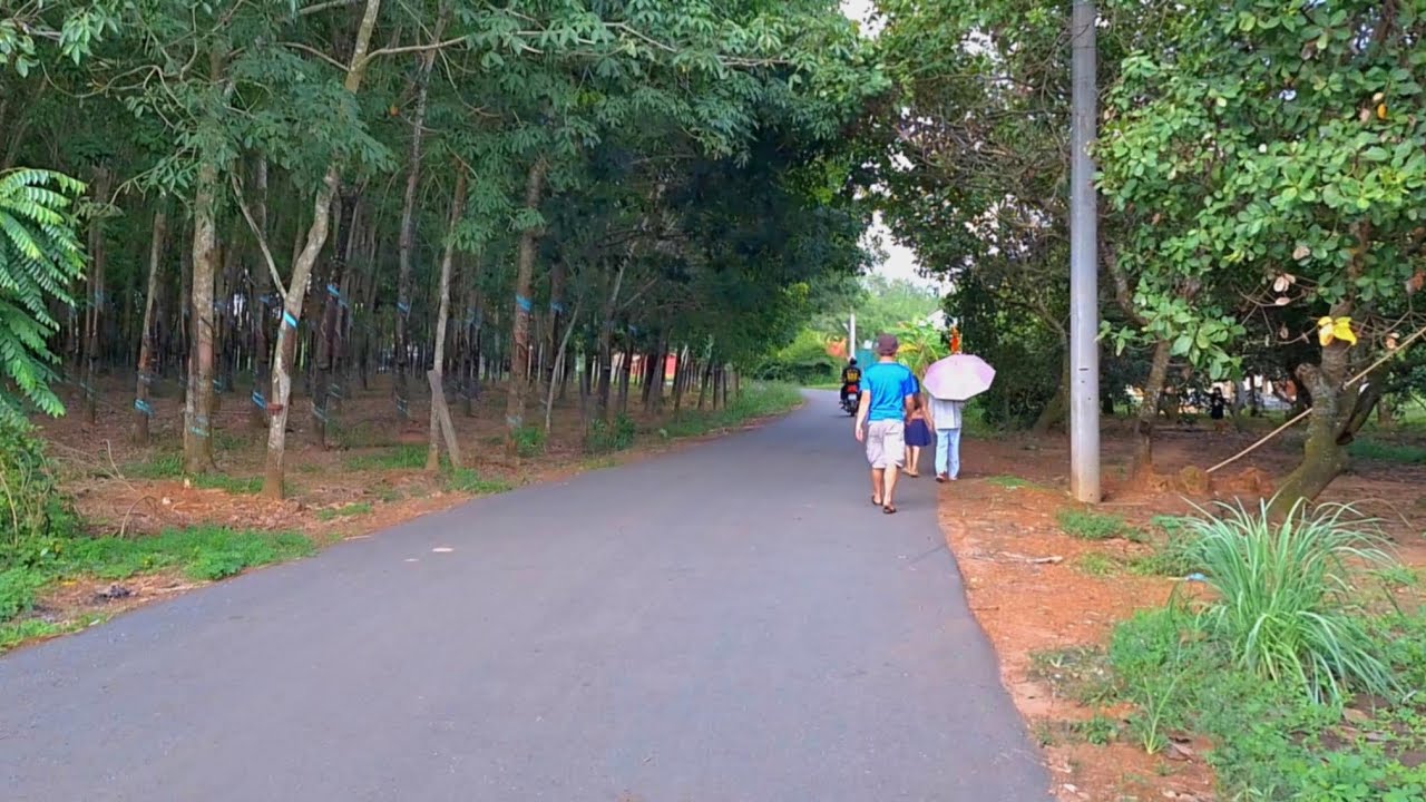 Về Quê Đi Hái Xoài.