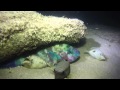 Night Diving at Waikiki pond. Fish sleeping video made with GoPro and  LED diving lights