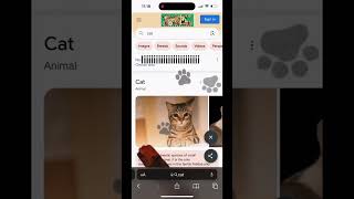 Google for cat lovers