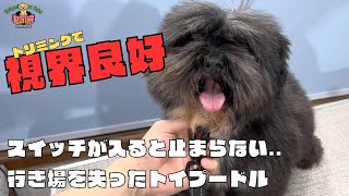 噛み犬トリミング！お目目はどこいった？トイプードル