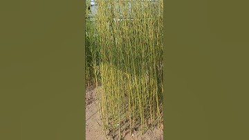 Bán buôn cây trúc quân tử dâm ủ đảm bảo, thân mập các kích cỡ 0977973535