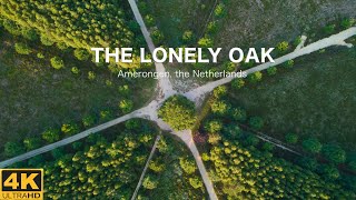 The Dutch lonely oak in the province of Utrecht from above | 4K | Drone | Relaxing music