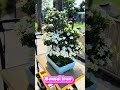 1 year of creativity to see flowers #bonsai #caraperawatanbonsai #winatabonsai #hoathinhtrungquoc