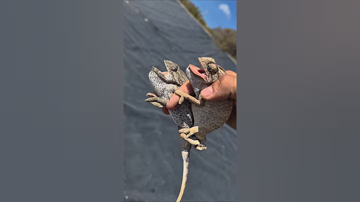 Chameleon Rescue! 🦎