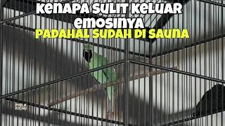 Kenapa cucak ijo sudah di jemur masih belum keluar emosinya 