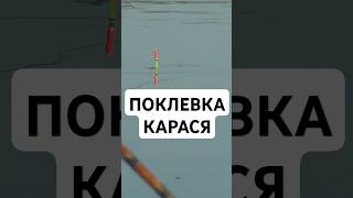 Крупный карась на секретную наживку. #рыбалка #fishing #рек #карась #поплавок #удочка