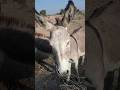 Donkeylife ytshort animal gadha ytviral short.