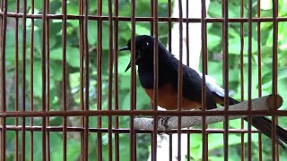 Murai batu ekor hitam full Gacor | Pancingan Murai batu diam pasti respon