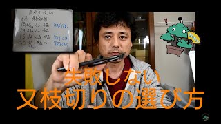 失敗しない盆栽道具【又枝切】の選び方　盆栽お手入れ講座