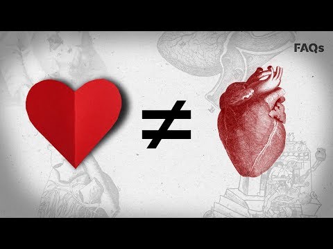 洋楽 SHAPE OF HEART, SHAPE OF HUMAN Soft Foam Cross-Section Human Heart Model