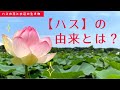 【感動】ハスの花と水辺の生き物たち ~Go to lotus garden~