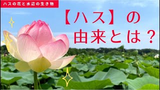 【感動】ハスの花と水辺の生き物たち ~Go to lotus garden~