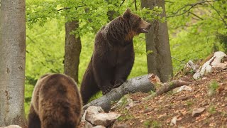 Život lesnej zveri vo Veľkej Fatre sledovali kamery