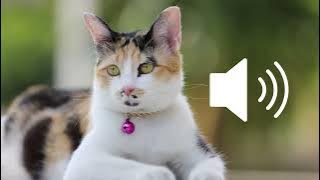 Cat collar bell jingle sound effect SFX (HD)