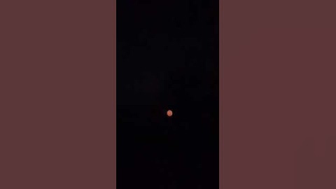 5"inch Shell Red chrysanthemum with pistil 2022 [HD]