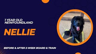 Nellie  1 year old Newfoundland | 2Week Board and Train | Pittsburgh