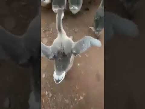 بطة ترقص على انا بعشقك لمطربة الجيل ميادة الحناوي 