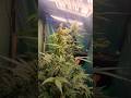 Superlemon haze auto by greenhouse seed company #organicfarming