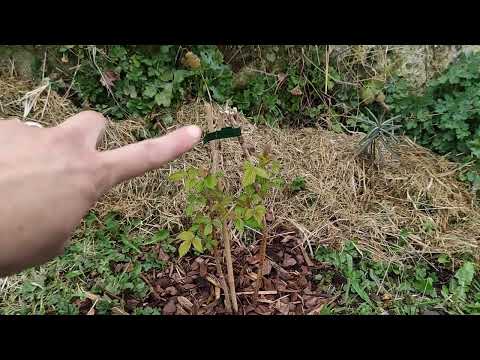 18🌱 Planting blackberries and raspberries in the garden | The garden in March