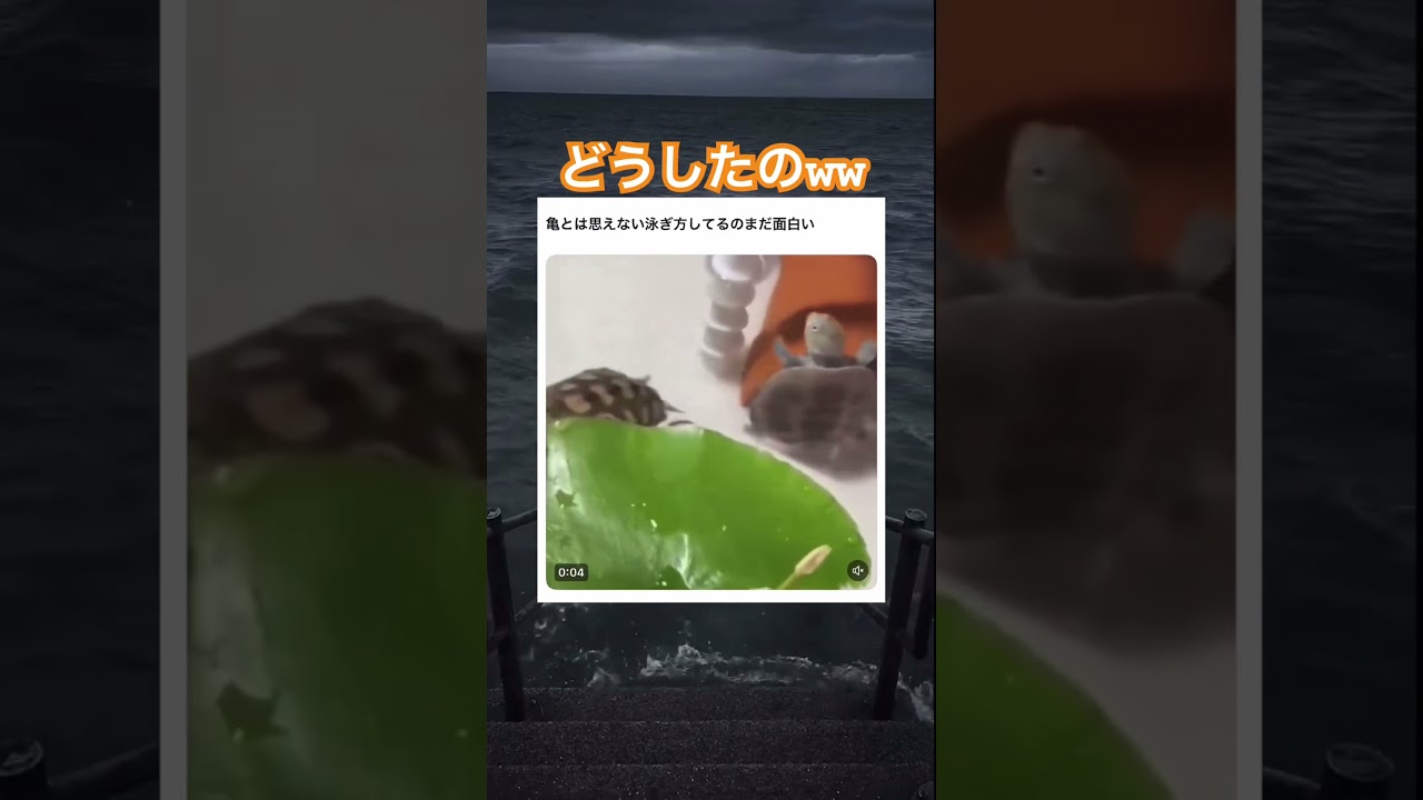 こんなん初めて見たw #shorts#tiktok#Twitter#おもしろ#お笑い#おすすめ#亀 #面白い#おもしろ動画#爆笑#バズれ