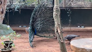 Dancing peacock . Very satisfying @CommonManView