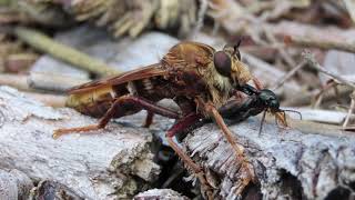 Hornet Robberfly Asilus crabroniformis and rove beetle prey