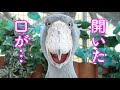 ハシビロコウのふたば、お口が開きっぱなし☆