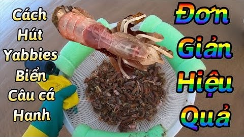 Cách hút mồi Yabbies đỏ sống câu cá Hanh, Tráp