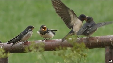 Vroege Vogels - Jonge boerenzwaluwen gevoerd