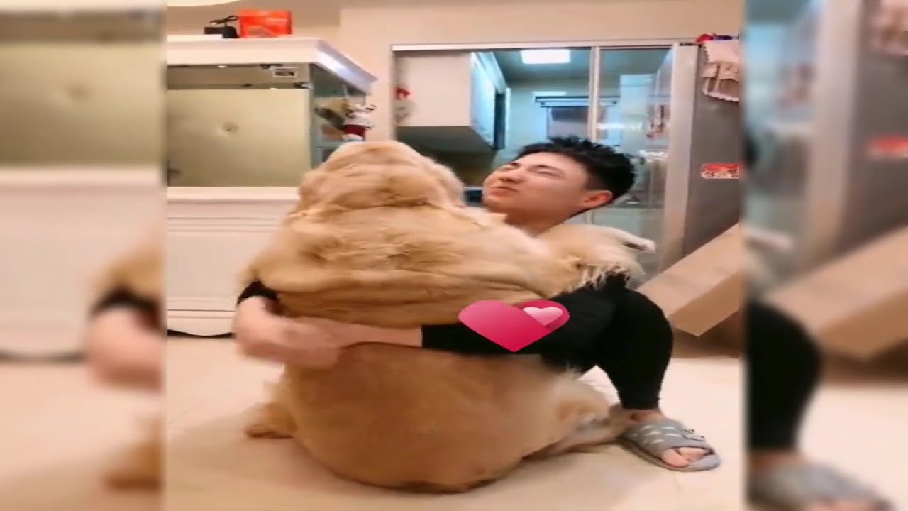 Obese Fat Dogs And Their Owners Are Very Funny 2021 -- DOG Compilation