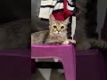 Welcome home Zuri 🧡🐾  #furparents #paws #pets #meow  #kitten #cat #catbreed #persian #tortoisecat