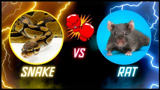 'Feeding My Snake Collection: Watch as I Serve Up a Feast Fit for Kings!' by robbies talking ts 180 views 10 months ago 7 minutes, 28 seconds