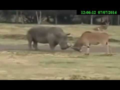 Rhinos dance contest with deer antlers,Lions Rhino crazy dancer - funny original video