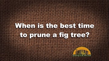 Q&A – When is the best time to prune figs?