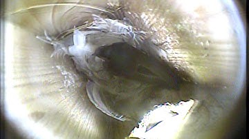 MNSA Tree Swallow-Cam