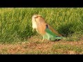 Indian Roller with a Mouse