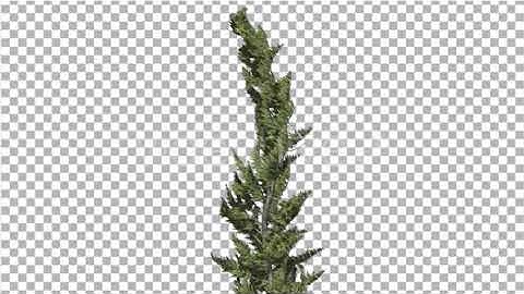 Hollywood Juniper Curved Coniferous Evergreen | Motion Graphics - Envato elements