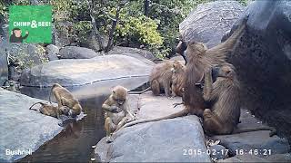 relaxed baboons screenshot 1
